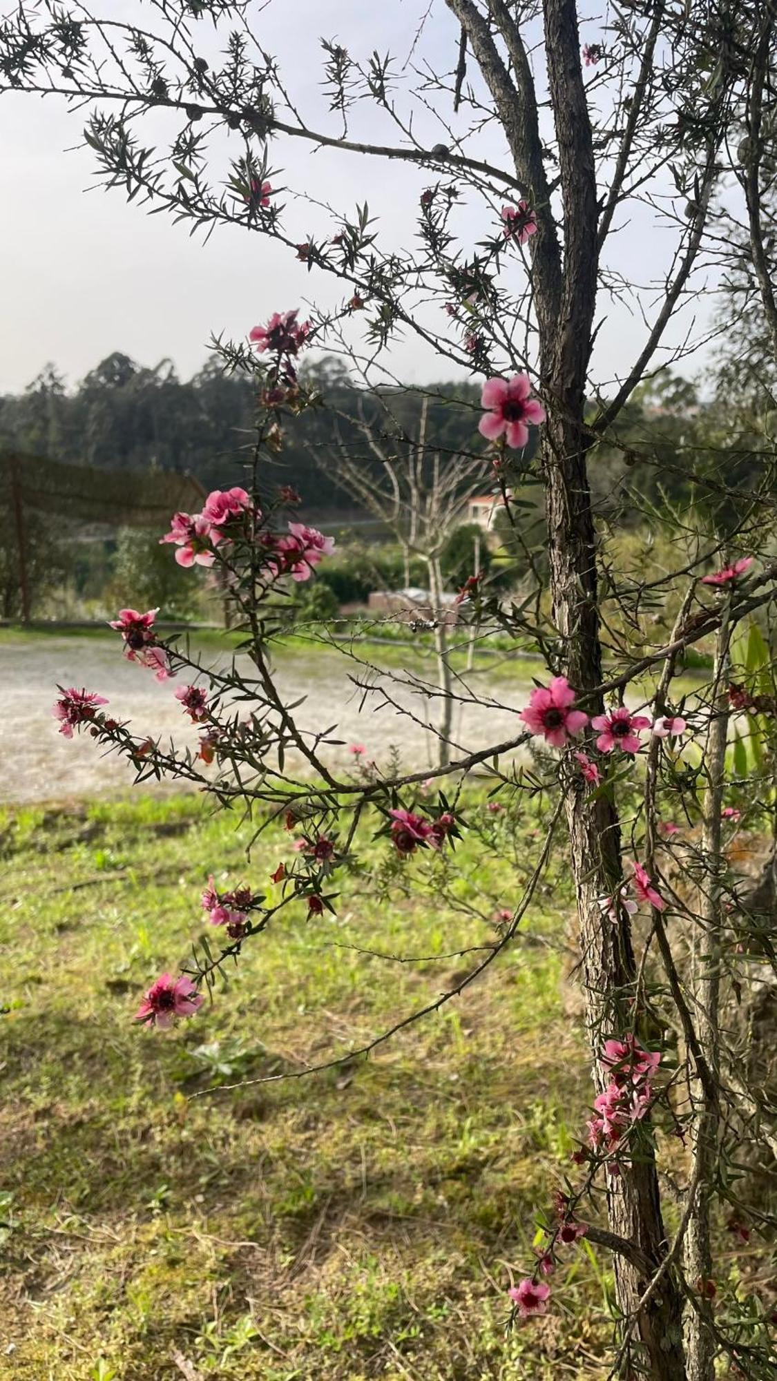 Quinta De Villasete Alpendurada Екстериор снимка