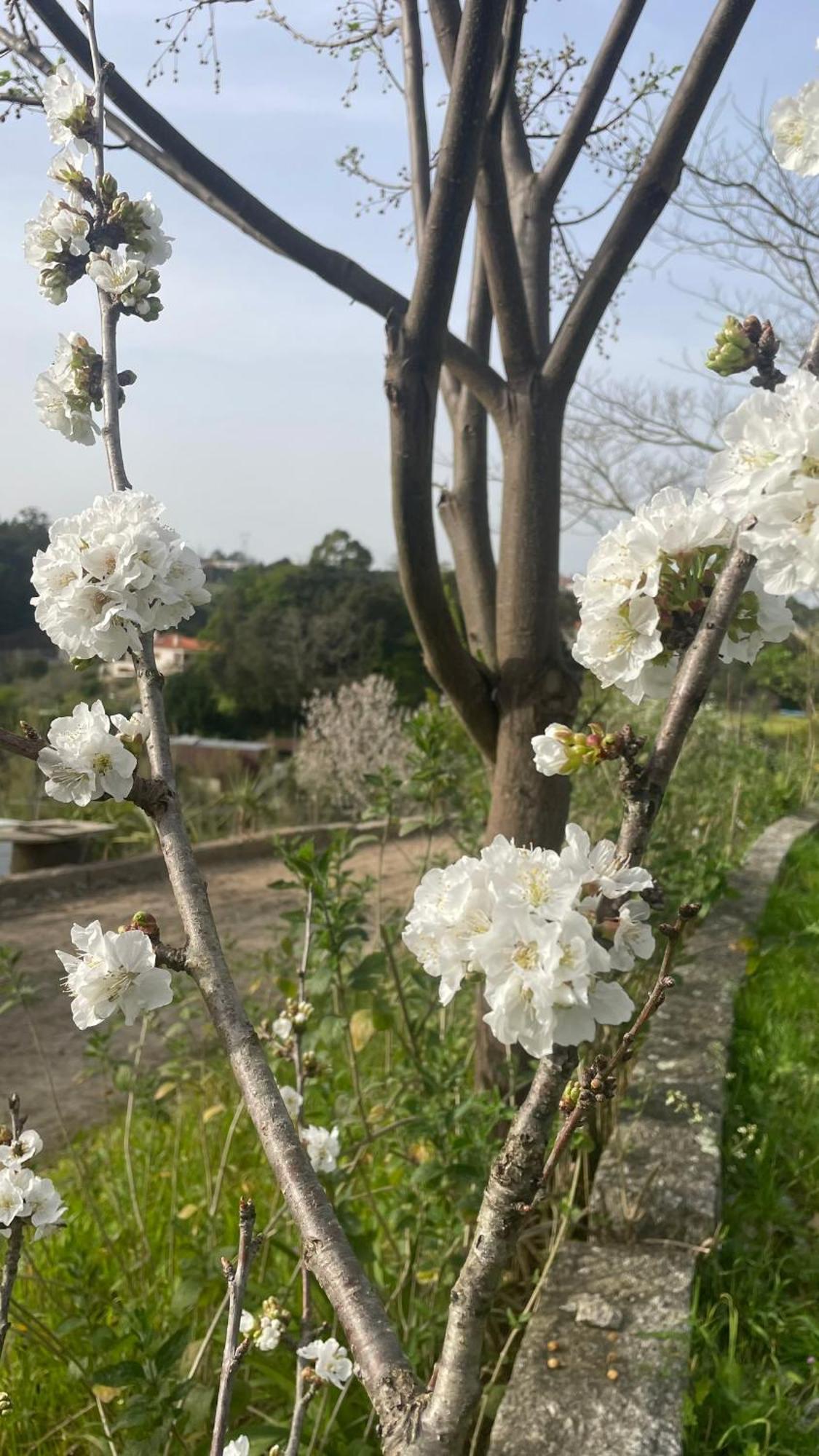 Quinta De Villasete Alpendurada Екстериор снимка