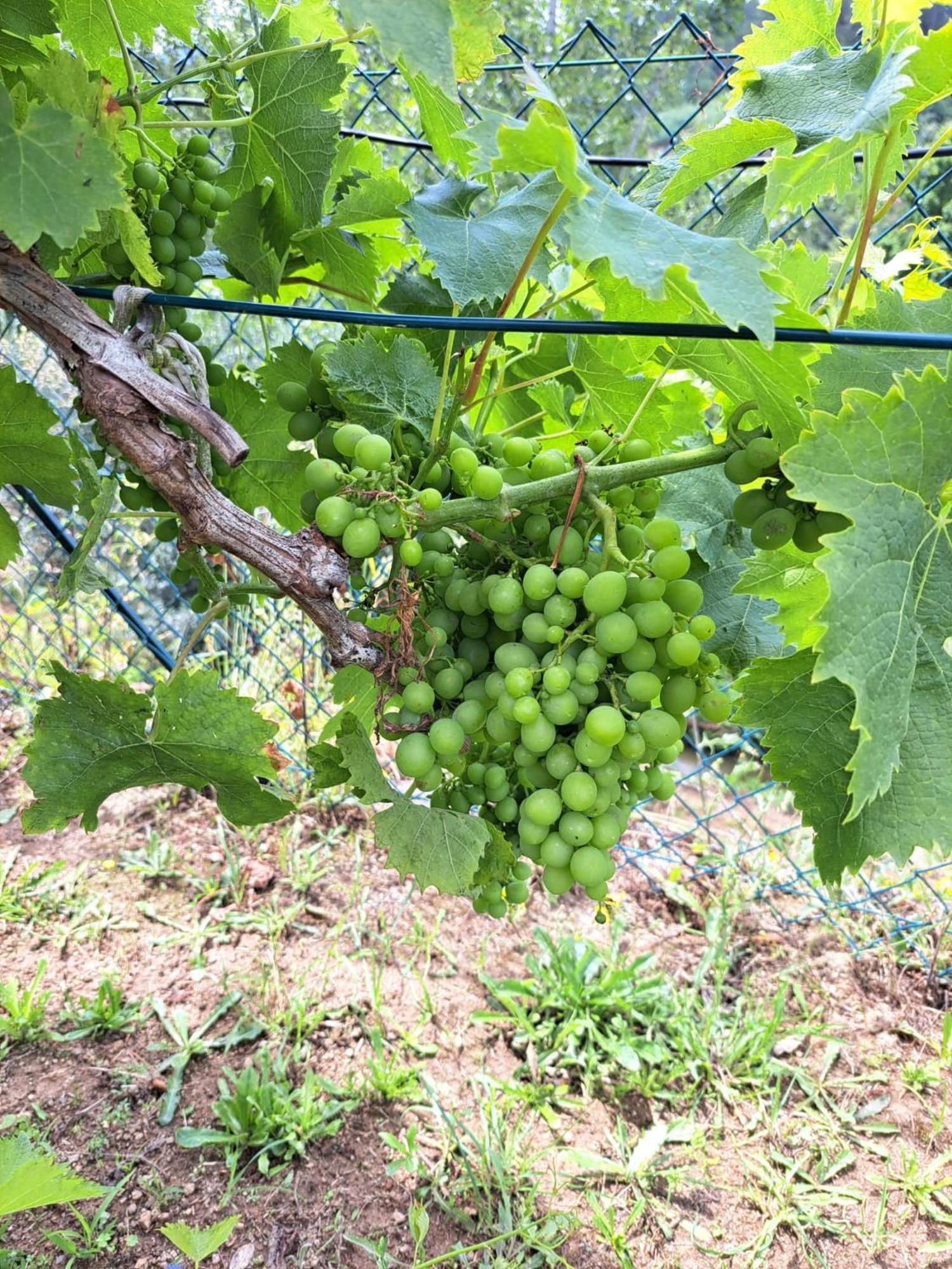 Quinta De Villasete Alpendurada Екстериор снимка